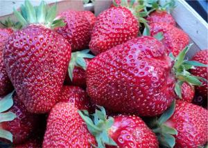 Клубника "АЛЬБИОН" ремонтантный  (6 шт.)