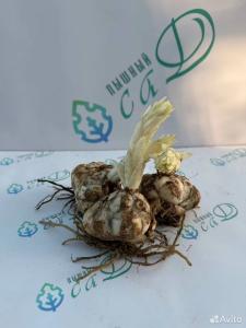 Лилия "БЛЕК ШАРМ" 3 штуки (размер 18/20)